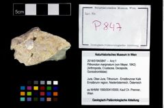 Foto (Objekt + Etikett) von Pithonoton marginatum (von Meyer, 1842)  (NHMW-GEO-2014-0194-0847)